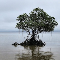 Lone Mangrove
