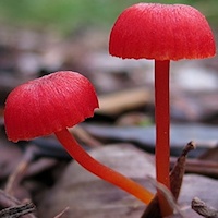Red mushrooms (Mycena viscidocruenta) ?