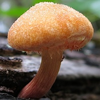 Unidentified Mushroom