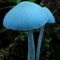 blue mushrooms (Entoloma virescens)