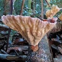  Mushrooms (Cymatoderma elegans) ?