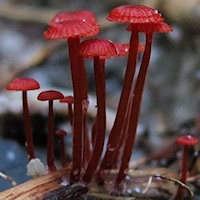 Unidentified tiny red Mushrooms