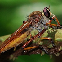 Robber Fly sp. (Family Asilidae)