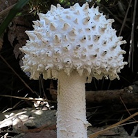 Mushroom (Amanita ochrophylloides) ?