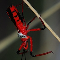 Unidentified Assassin Bug (family Reduviidae)