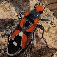 Red-banded Seed-eating Bug (Melanerythrus mactans)