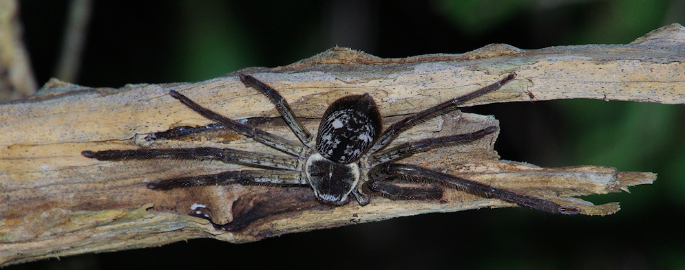 Grey Huntsman Spider (Holconia immanis)
