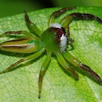 Green Jumping Spider (Mopsus mormon) Male