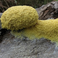 Scrambled-egg slime (Fuligo septica)