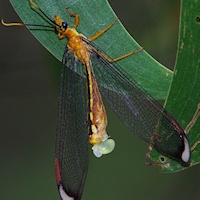 Blue Eyes Lacewing (Nymphes myrmeleonides) with eggs