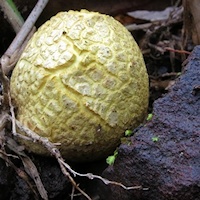 Unidentified Puffball Fungi