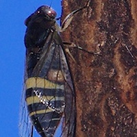 Black Prince Cicada (Psaltoda plaga)