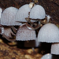 Mushrooms (Coprinellus disseminatus)