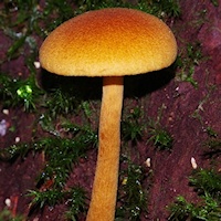Mushroom (Gymnopilus ferruginosus)