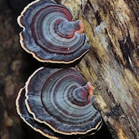 Bracket fungi sp. (Microporus affinis)