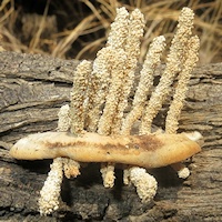 Unidentified fungi with growths