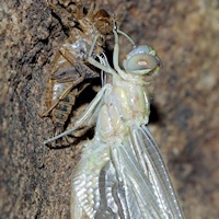 Unidentified Dragonfly Ecdysis