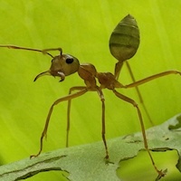 Green Ant (Occophylla smaragdina)