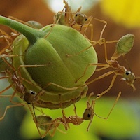 Green Ants (Occophylla smaragdina) tending larva