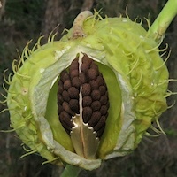 Balloonplant (Gomphocarpus physocarpus) seed pod