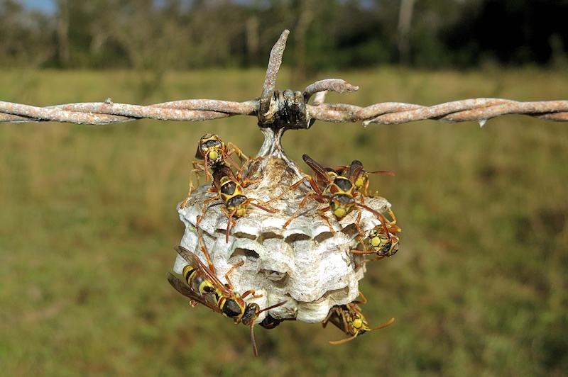 Australian Paper Wasps (Polistes variabilis) 