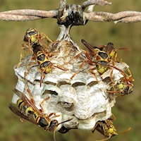 Australian Paper Wasps (Polistes variabilis) 