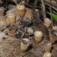 Bird's-nest Fungi sp. (Cyathus stercoreus)