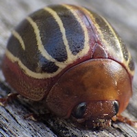 Acacia leaf beetle (Dicranosterna bipuncticollis)