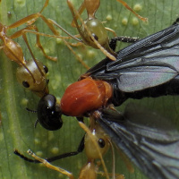 Green Ants (Oecophylla smaragdina) with prey
