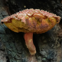 Shaggy Cap (Boletellus emodensis)