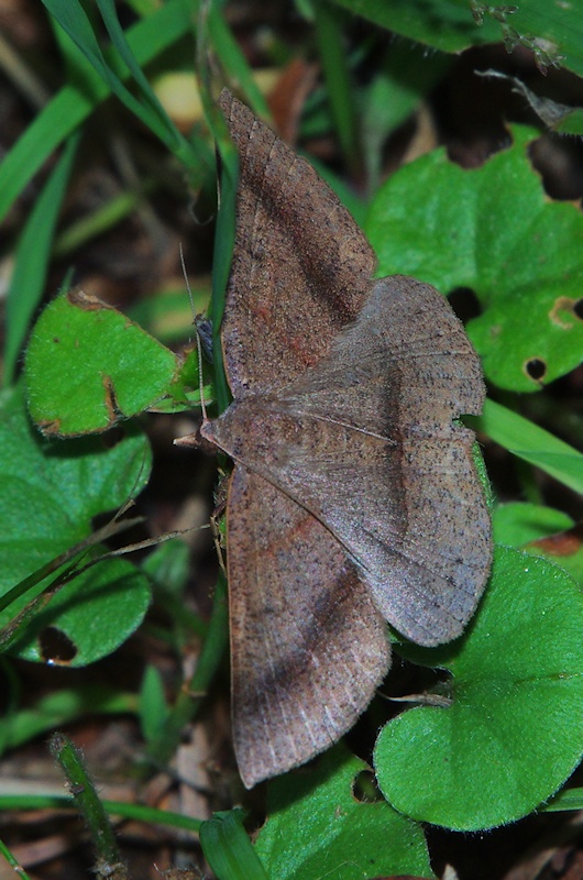  Moth sp. probably Encryphia frontisignata