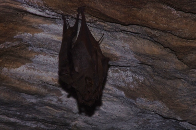  Troughton's Sheathtail Bats (Taphozous troughtoni)