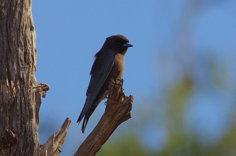  Little Woodswallow (Artamus minor)