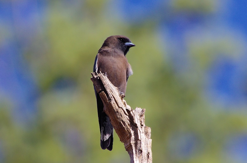  Little Woodswallow (Artamus minor)