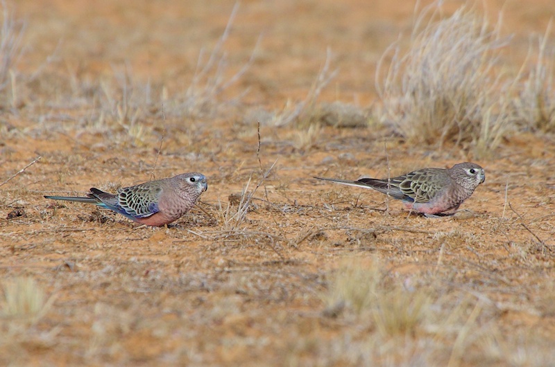 20130409080112_Bourke+s_Parrots_(!Neopsephotus_bourkii