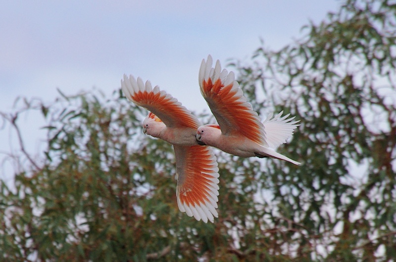  Major Mitchell's Cockatoos (Lophochroa leadbeateri) in flight
