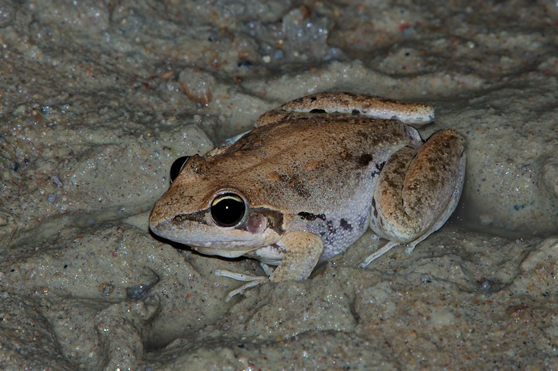  Broad-palmed Frog (Litoria latopalmata)