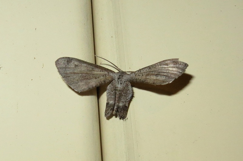 Unidentified Moth