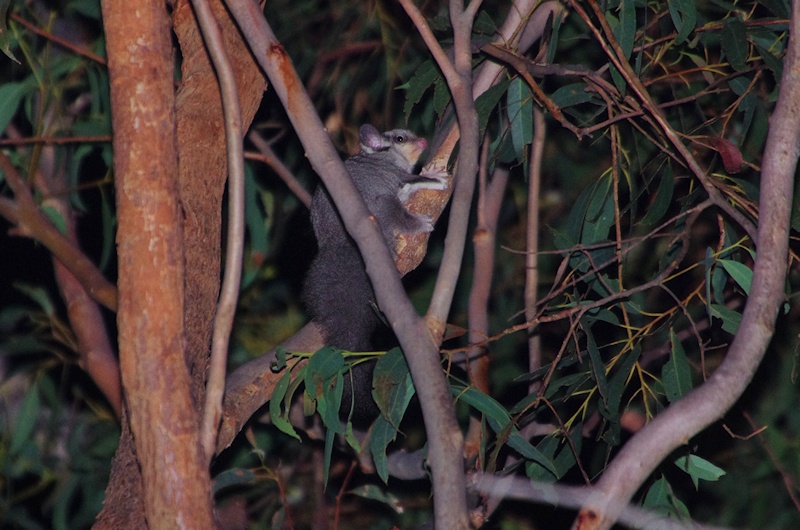  Squirrel Glider (Petaurus norfolcensis)