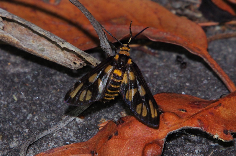  Unidentified Moth (Amata sp.)