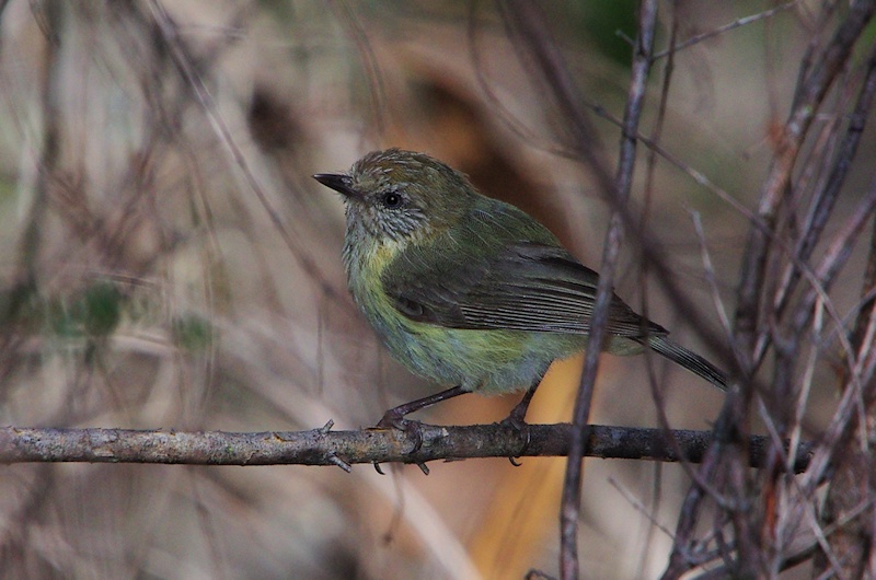  Striated Thornbill (Acanthiza lineata)