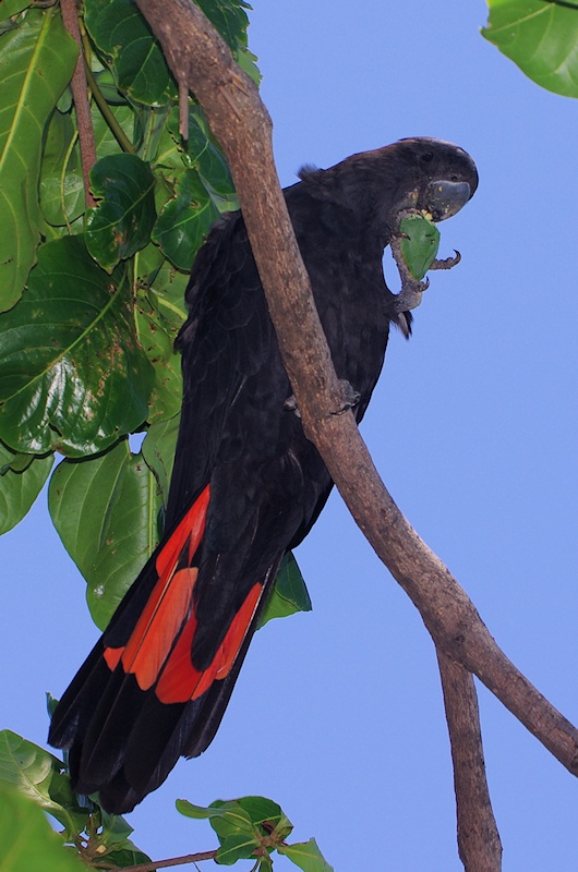  Red-tailed Black-Cockatoo (Calyptorhynchus banksii) male