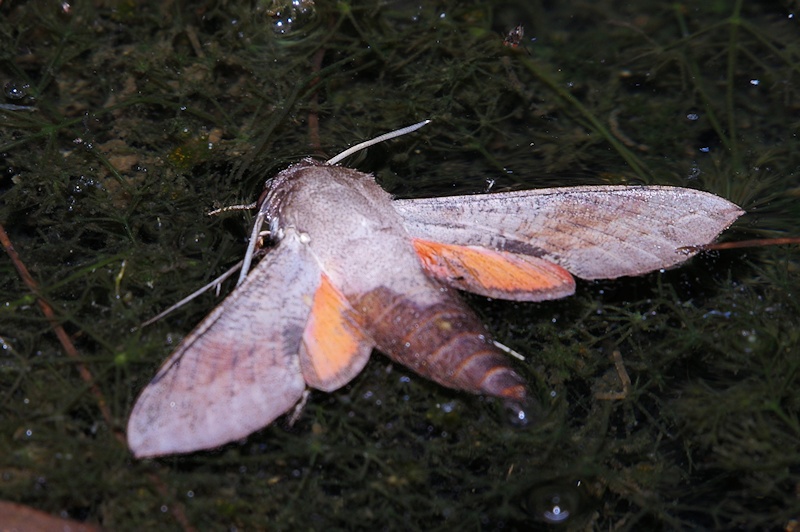  Hawk moth sp. (Hippotion boerhaviae)