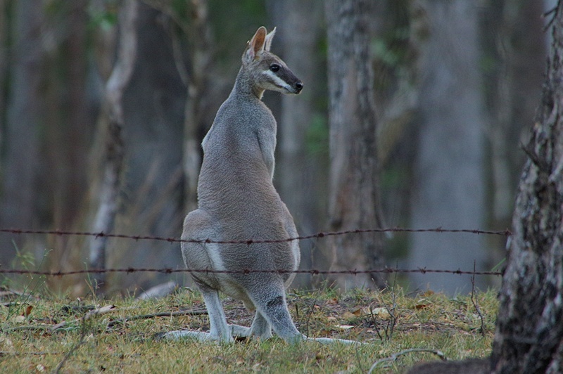  Whiptail Wallaby (Macropus parryi)