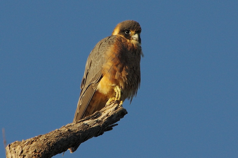  Australian Hobby (Falco longipennis)