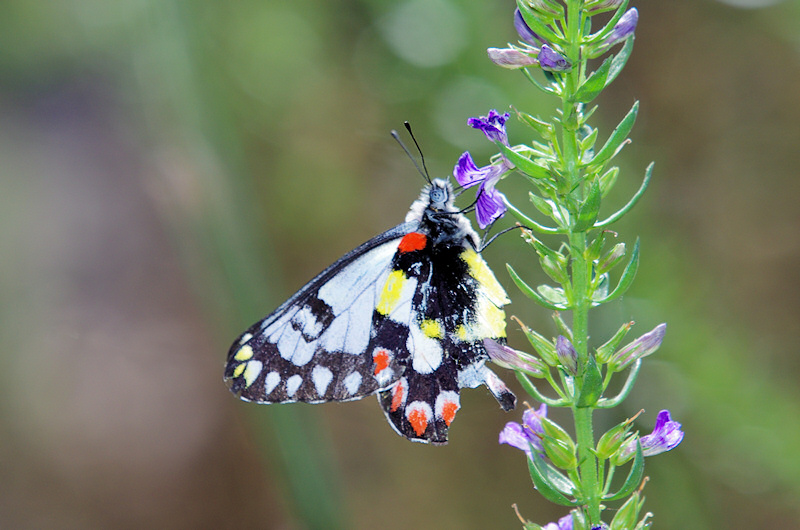  Spotted Jezebel (Delias aganippe)