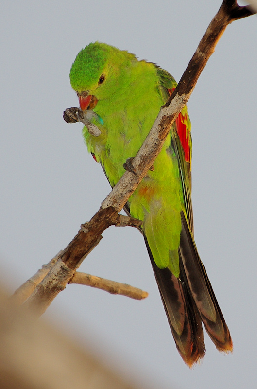 Red-winged Parrot (Aprosmictus erythropterus), Daly Waters, NT