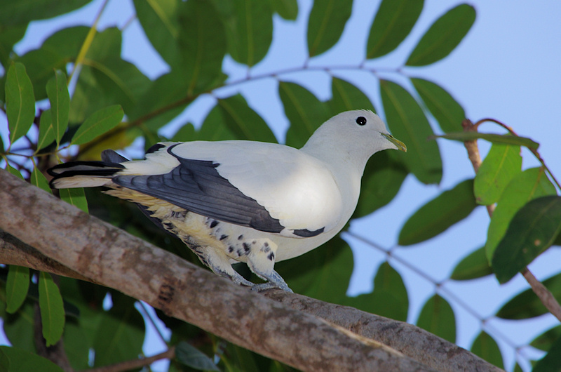  Pied Imperial-Pigeon (Ducula bicolor), Palmerston, NT