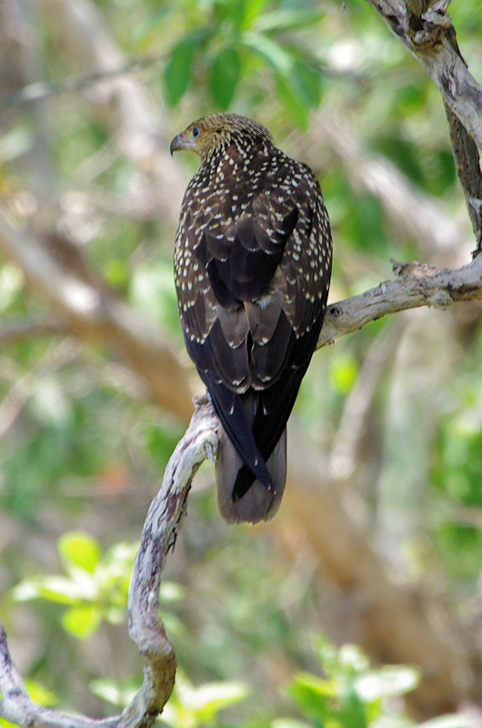  Whistling Kite (Haliastur sphenurus) Juvenile, Kakadu National Park, NT