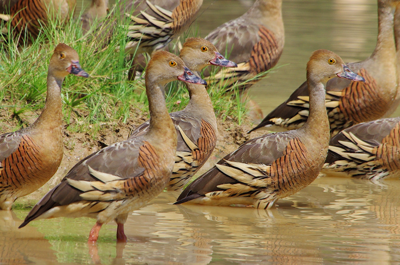  Plumed Whistling-Ducks (Dendrocygna eytoni), Mary River National Park, NT